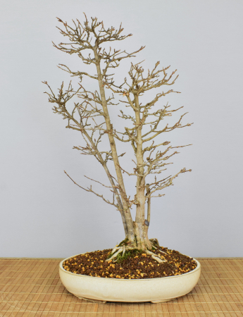 Bonsai Outdoor, Dreispitzahorn (Acer buergerianum)